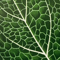 Green leaf HD background, botanical nature graphic