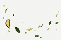 Floating leaf illustration, botanical nature graphic