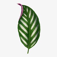 Green leaf collage element, botanical illustration vector