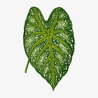 Caladium leaf vintage illustration, green nature graphic vector