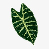 Alocasia leaf vintage illustration, green nature graphic vector