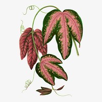 Pink leaf collage element, botanical illustration vector