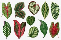 Green leaf illustration, aesthetic nature graphic set vector