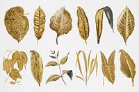 Gold leaf illustration, aesthetic nature graphic set psd