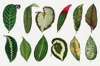 Green leaf illustration, aesthetic nature graphic set psd