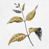 Gold leaf illustration, aesthetic nature graphic psd