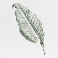 Silver leaf illustration, aesthetic nature graphic psd