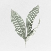 Silver leaf illustration, aesthetic nature graphic psd