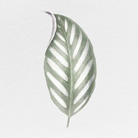 Silver leaf illustration, aesthetic nature graphic psd