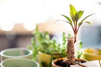 Baby plant background growing in a flower pot