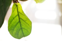 Blurred green fiddle fig leaf nature background