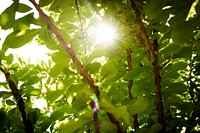 Green forest nature background with sunlight shining 