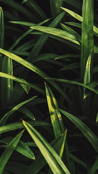 Nature phone wallpaper background, fresh green grass
