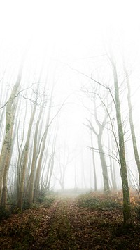 Nature mobile wallpaper background, misty forest