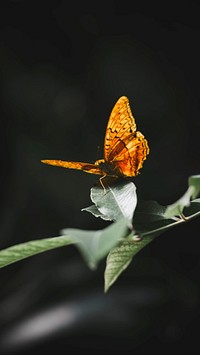 Animal mobile wallpaper background, small tortoiseshell butterfly on a leaf