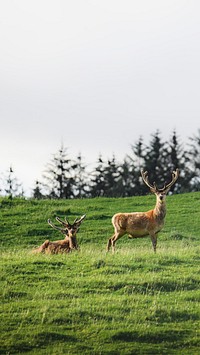 Nature phone wallpaper background, herd of deer in a field