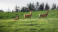 Nature desktop wallpaper background, herd of deer in a field