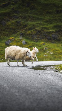 Animal phone wallpaper background, sheep and lamb crossing a road