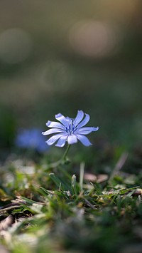 Spring mobile wallpaper background, purple flower