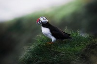 Small puffin bird in green nature