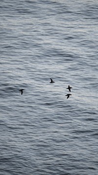 Animal phone wallpaper background, flock of puffins flying in the sky