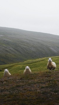 Animal mobile wallpaper background, herd of Scottish sheep in the hill