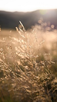 Nature iPhone wallpaper background, Field of grass during sunset