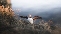 Nature desktop wallpaper background, puffin with fish in its beak