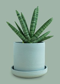 Starfish snake plant in a blue ceramic pot