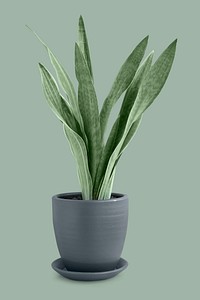 Silver queen snake plant in a ceramic pot
