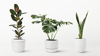 Houseplants in minimal ceramic pots on white background