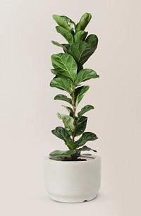 Fiddle leaf fig in a ceramic pot air-purifying plant