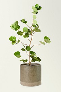Seagrape plant mockup psd in a ceramic pot