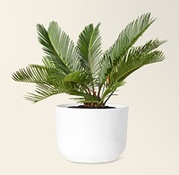 Sago palm in a white ceramic pot