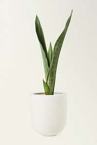 Silver queen snake plant in a ceramic pot