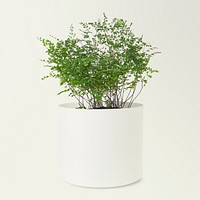 Maidenhair fern in a ceramic pot