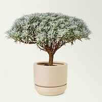 Crossostephium bonsai in a ceramic pot