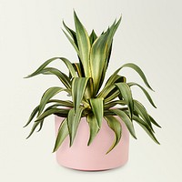 Agave in a ceramic pot