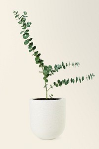 Eucalyptus in a ceramic pot