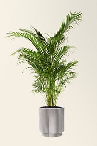 Golden cane palm in a ceramic pot