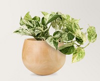 Marble queen pothos in ceramic pot