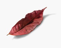 Red autumn leaf on white background
