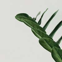 ZZ plant on gray background