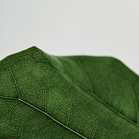 Fiddle leaf fig plant background