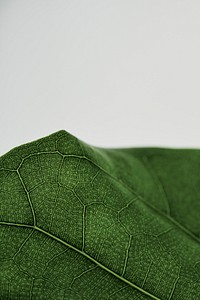 Fiddle leaf fig plant background