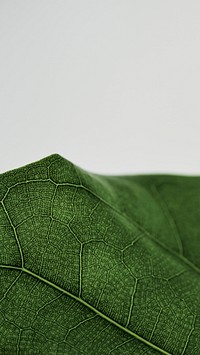 Fiddle leaf fig plant mobile phone background