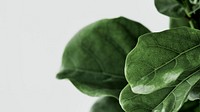 Fiddle leaf fig plant background on gray