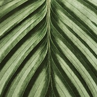 Calathea leaf background close up