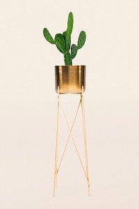 Cactus houseplant mockup psd in a brass plant pot