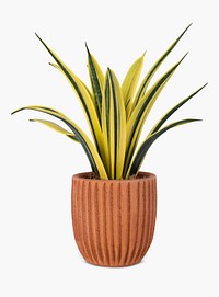 Snake plant psd mockup in a terracotta pot home decor